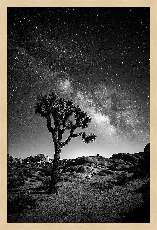 Joshua Tree Under Starry Sky