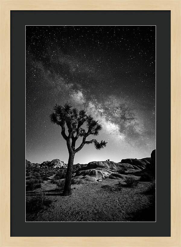 Joshua Tree Under Starry Sky