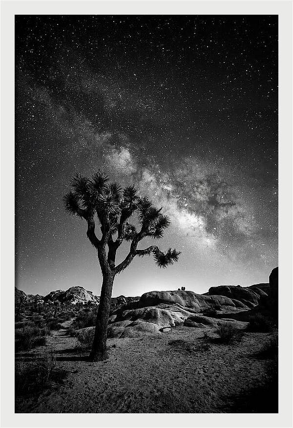 Joshua Tree Under Starry Sky