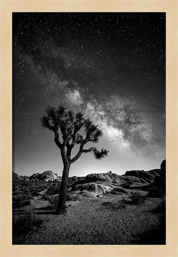 Joshua Tree Under Starry Sky