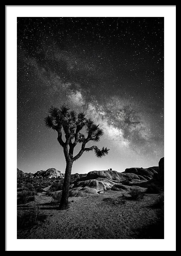 Joshua Tree Under Starry Sky