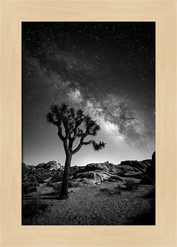 Joshua Tree Under Starry Sky