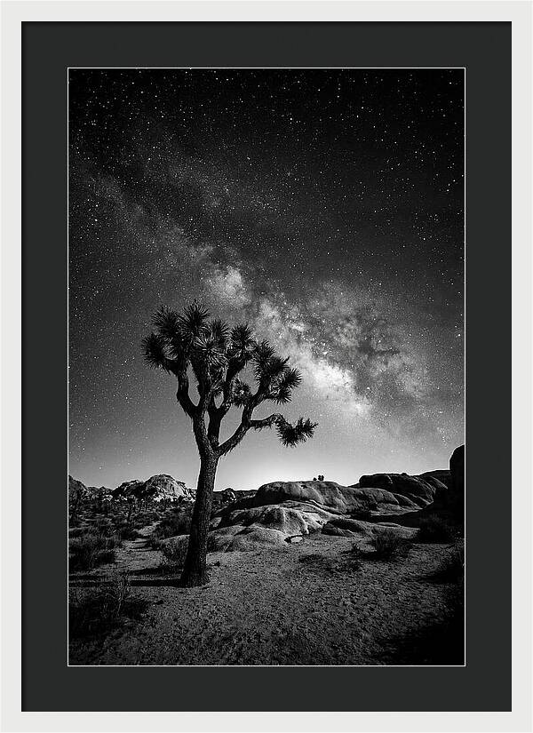 Joshua Tree Under Starry Sky