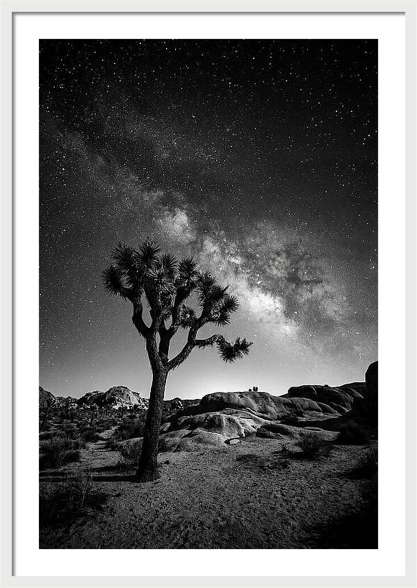 Joshua Tree Under Starry Sky