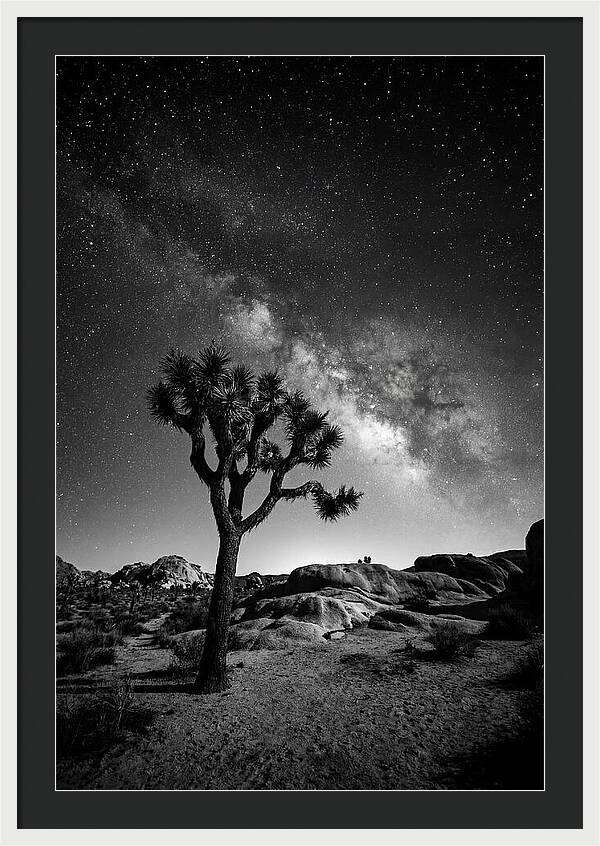 Joshua Tree Under Starry Sky