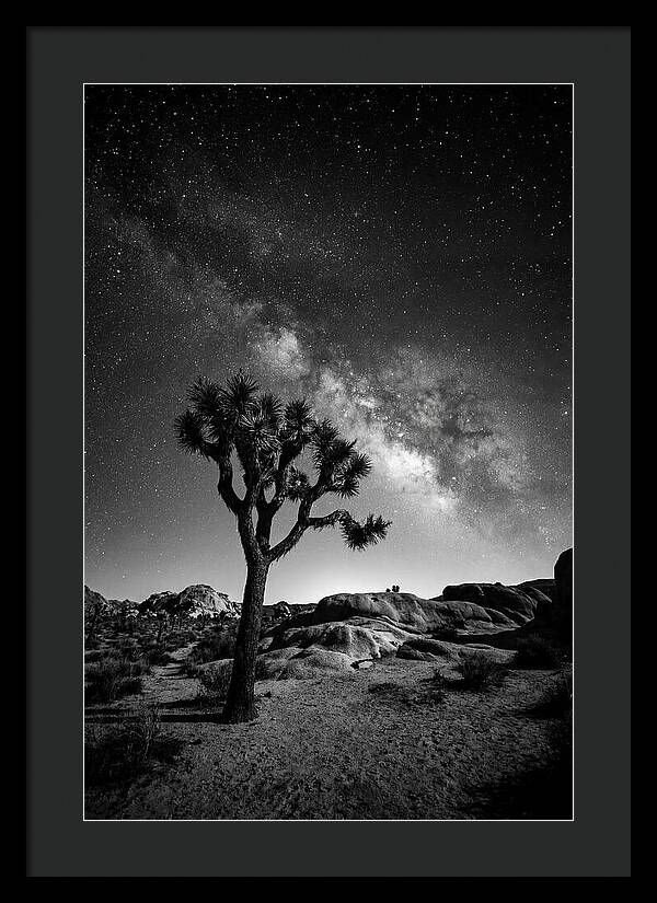 Joshua Tree Under Starry Sky
