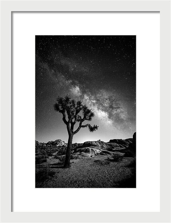 Joshua Tree Under Starry Sky