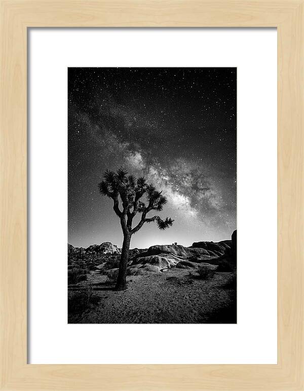 Joshua Tree Under Starry Sky