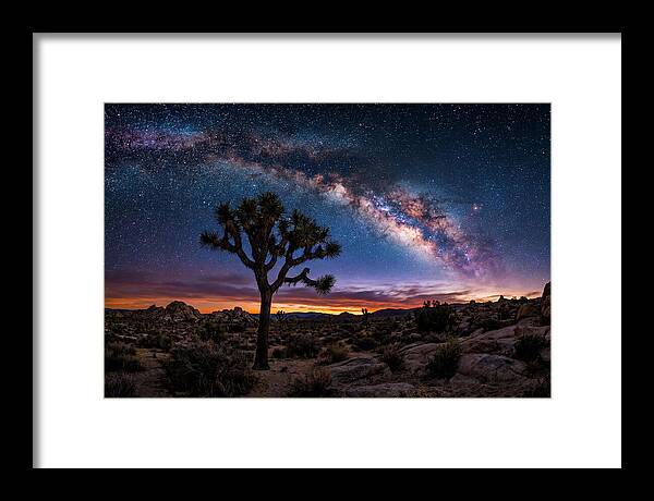 Joshua Tree Under The Milky Way