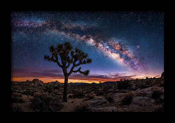 Joshua Tree Under The Milky Way