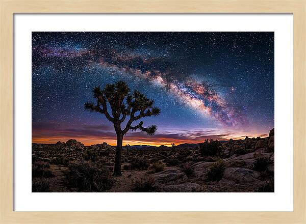 Joshua Tree Under The Milky Way