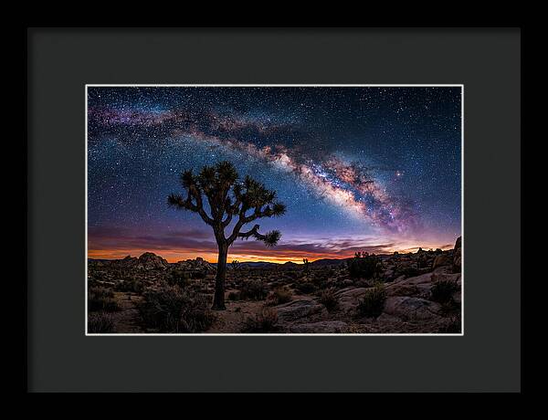 Joshua Tree Under The Milky Way