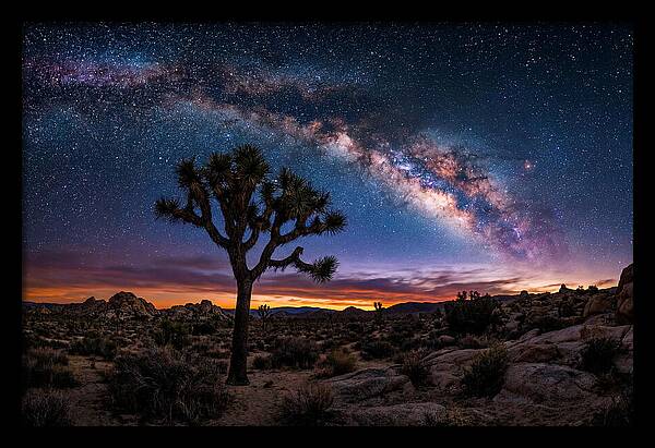Joshua Tree Under The Milky Way