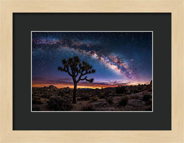 Joshua Tree Under The Milky Way