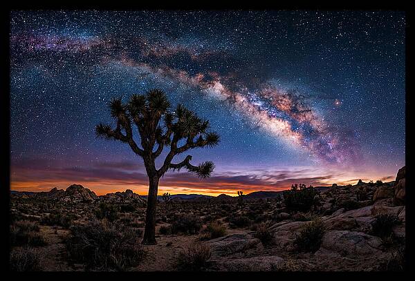 Joshua Tree Under The Milky Way