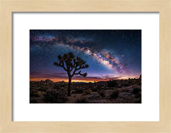 Joshua Tree Under The Milky Way