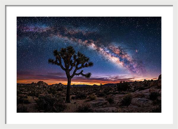 Joshua Tree Under The Milky Way