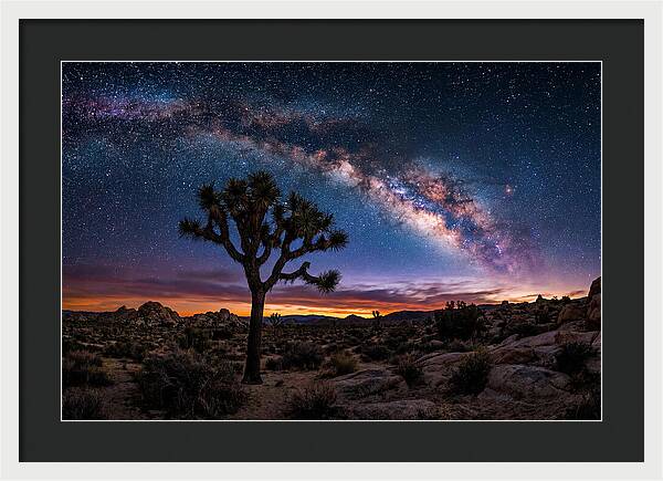 Joshua Tree Under The Milky Way