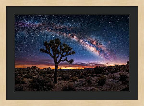 Joshua Tree Under The Milky Way