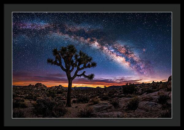 Joshua Tree Under The Milky Way