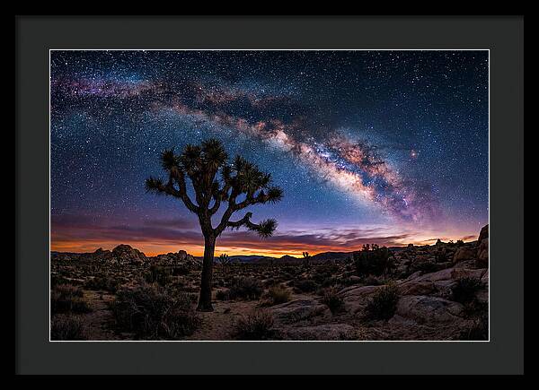 Joshua Tree Under The Milky Way