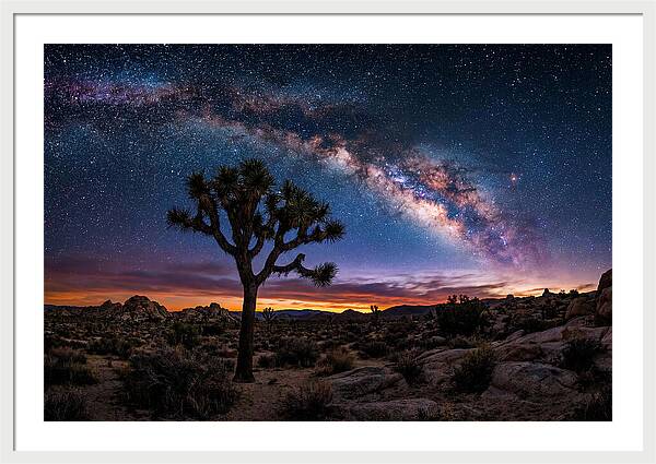 Joshua Tree Under The Milky Way