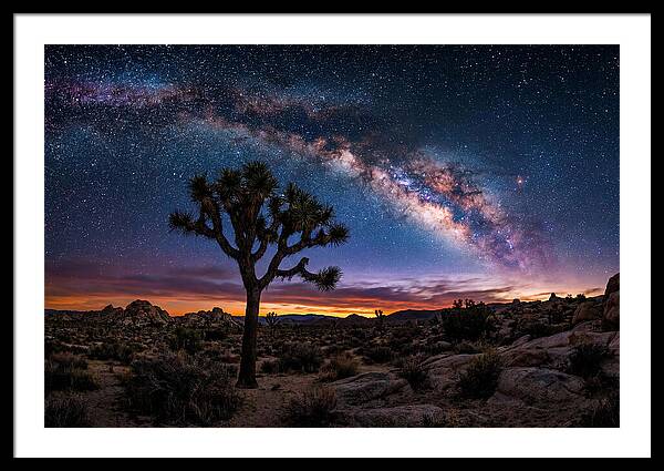 Joshua Tree Under The Milky Way