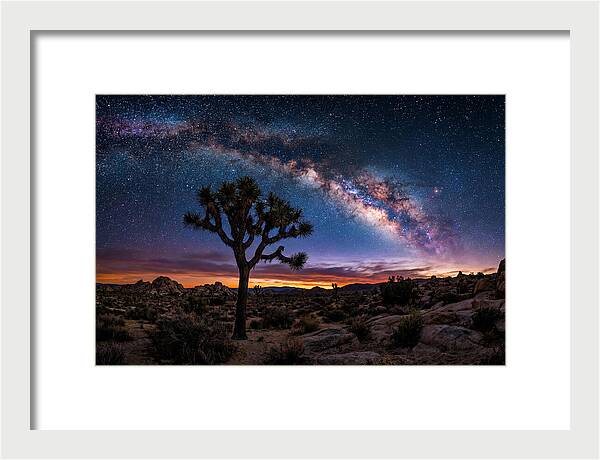 Joshua Tree Under The Milky Way