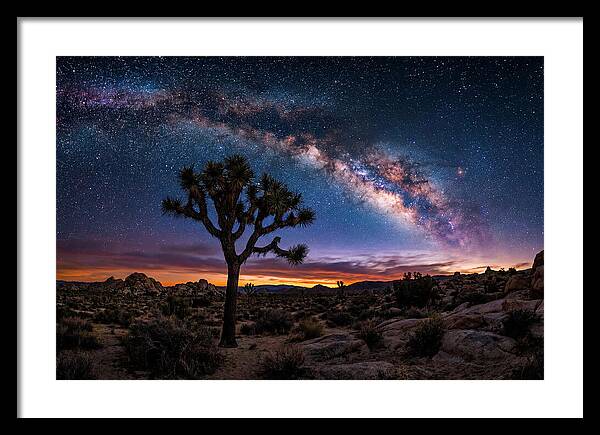 Joshua Tree Under The Milky Way
