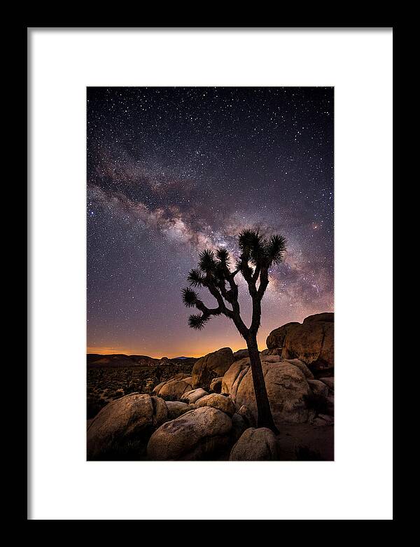 Joshua Tree Under The Stars
