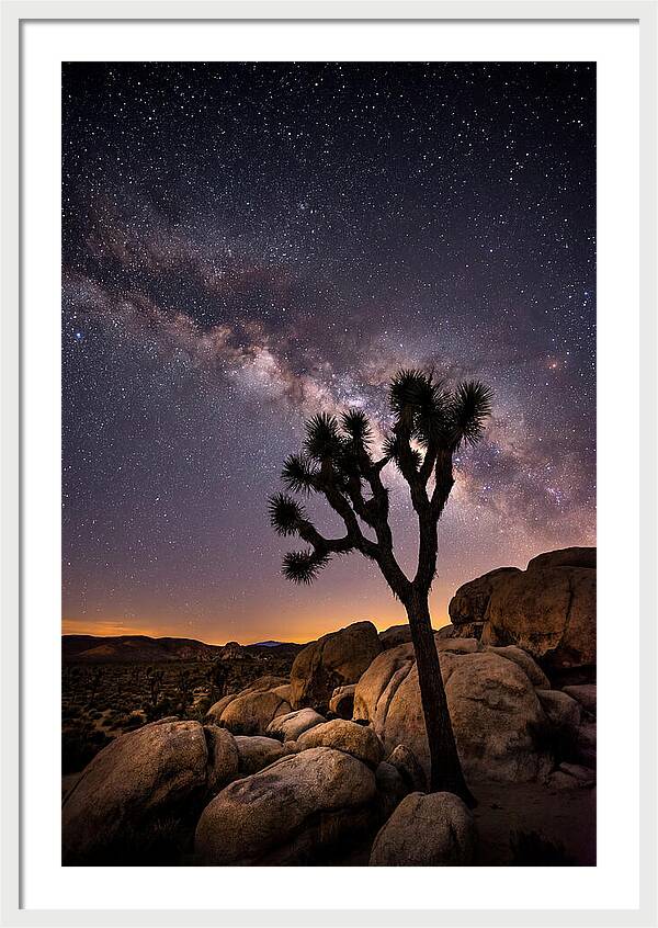 Joshua Tree Under The Stars