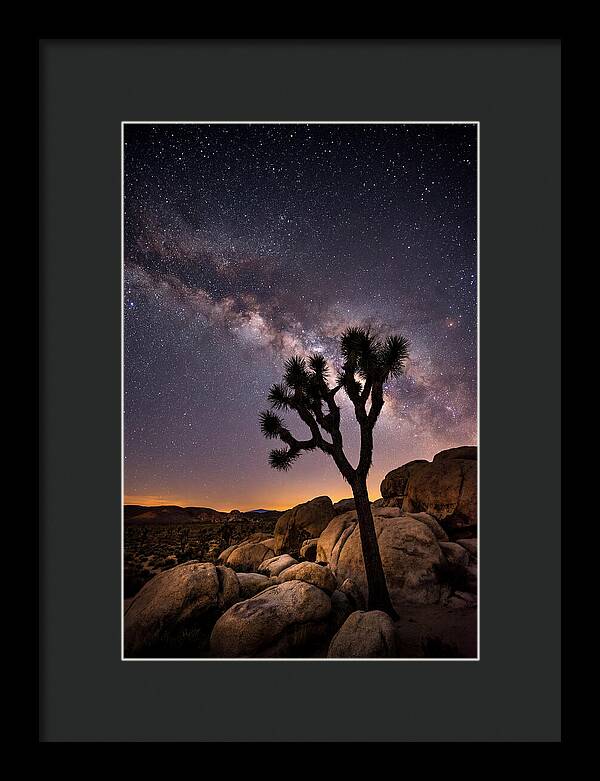 Joshua Tree Under The Stars