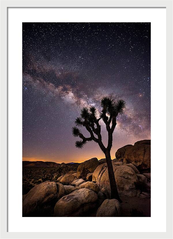 Joshua Tree Under The Stars