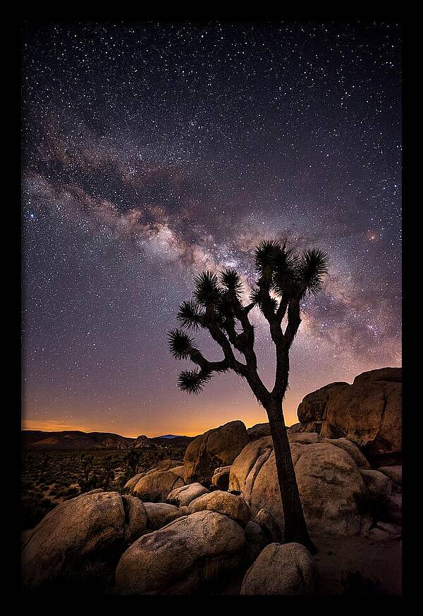 Joshua Tree Under The Stars