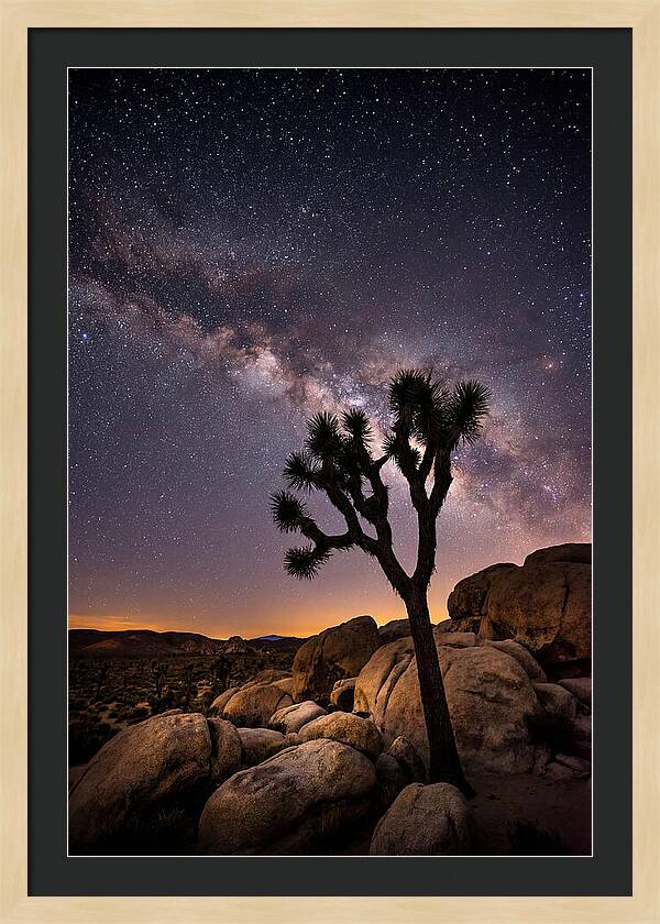Joshua Tree Under The Stars