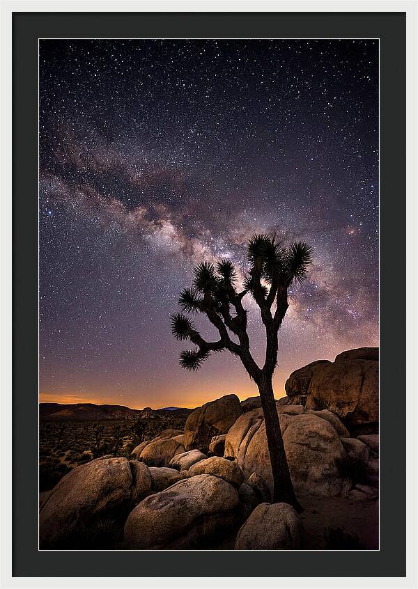 Joshua Tree Under The Stars