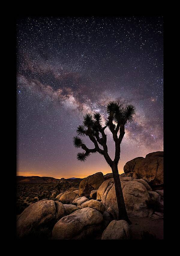 Joshua Tree Under The Stars