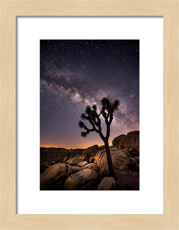 Joshua Tree Under The Stars