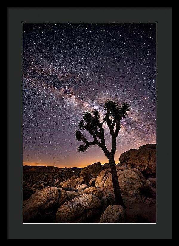 Joshua Tree Under The Stars