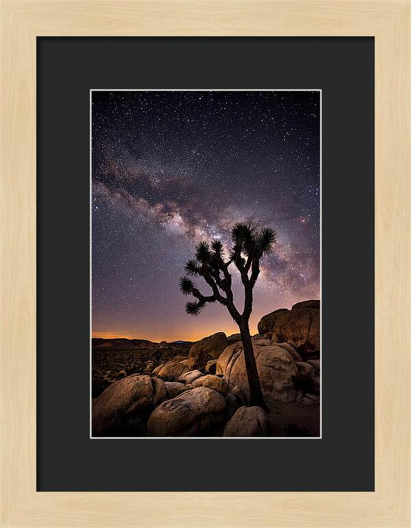 Joshua Tree Under The Stars