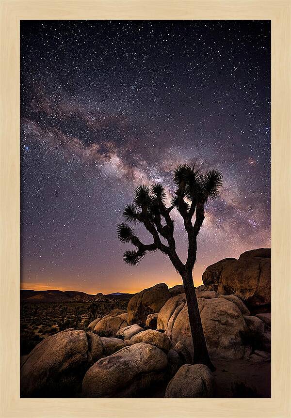Joshua Tree Under The Stars