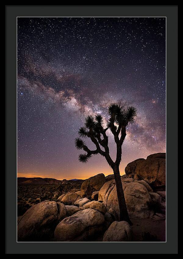 Joshua Tree Under The Stars