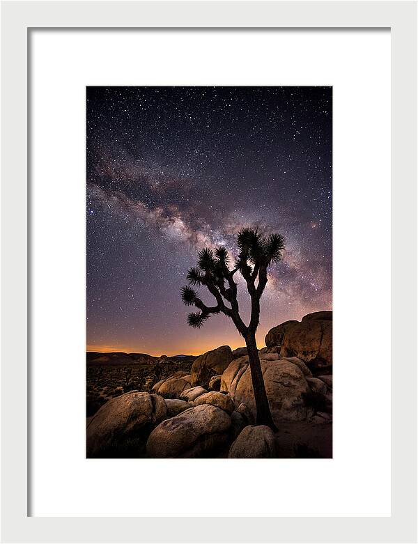 Joshua Tree Under The Stars