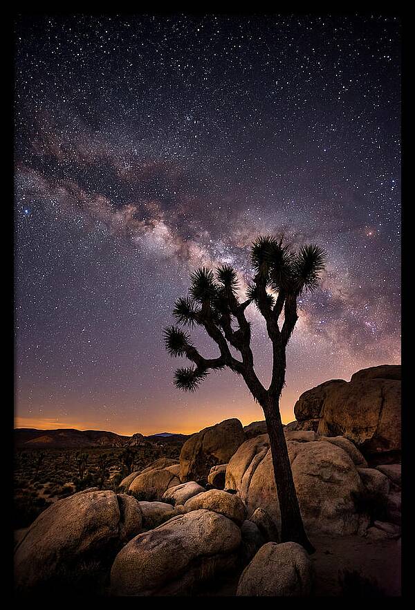 Joshua Tree Under The Stars