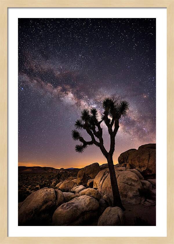 Joshua Tree Under The Stars