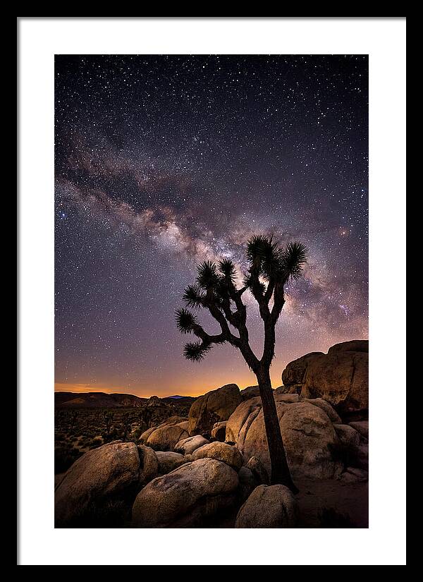 Joshua Tree Under The Stars