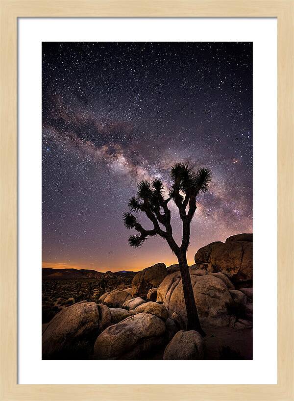 Joshua Tree Under The Stars