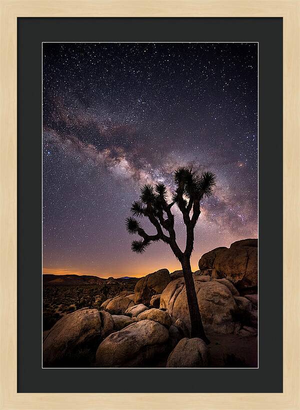 Joshua Tree Under The Stars