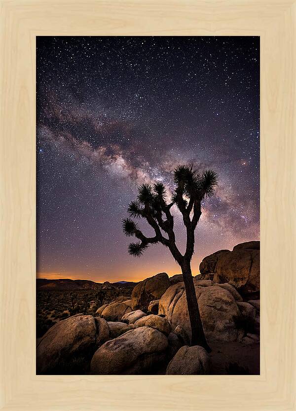 Joshua Tree Under The Stars