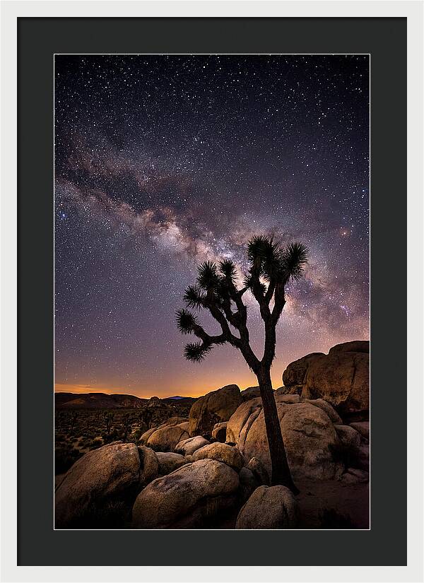 Joshua Tree Under The Stars